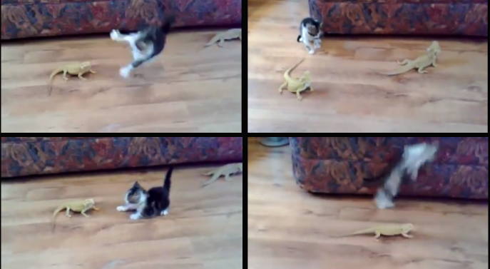 Ödla, VideoExtra,  Sötchock, Katt